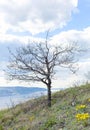 Lonely tree against a cloudy sky Royalty Free Stock Photo