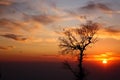 The lonely tree against a fascinating sunset