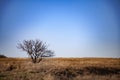 Lonely tree against sky. autumn landscape with a lone tree at sunset barley field in the village