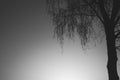 Lonely tree against the sky. tree silhouette. branch tree on the sky background