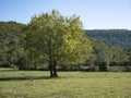 Lonely tree against sky. spring summer landscape with a lone tree at sunset field in the village Royalty Free Stock Photo