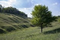 Lonely tree against sky. spring summer landscape with a lone tree at sunset field in the village Royalty Free Stock Photo