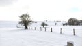 Lonely tree along a fence in a snow covered meadow, stunning minimalistic winter scene. Royalty Free Stock Photo