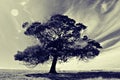 Lonely tree alway live longer life Royalty Free Stock Photo