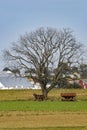 Lonely Tree on an Amish Farm with Farm Equipment and Horses under it Royalty Free Stock Photo