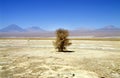 Lonely tree in the atacama desert, chile Royalty Free Stock Photo
