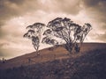 Lonely Tree in Australian Outback Royalty Free Stock Photo