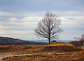 Lonely tree in autumn field