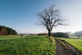 lonely tree in autumn among green pasture Royalty Free Stock Photo