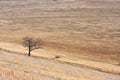 Lonely tree in the autumn heath Royalty Free Stock Photo
