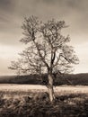 Lonely tree in autumn landscape