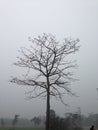 Lonely tree during Autumn