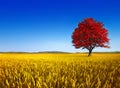 lonely tree in autumn with vivid colors