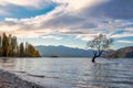 The lonely tree autumn in Wanaka lake , New zealand Royalty Free Stock Photo