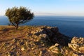 Lonely tree background of the Black Sea at sunrise on top of mountain Ilyas Kaya. Royalty Free Stock Photo