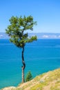 Lonely tree on a background of blue sky. Relict larch on the island of Olkhon. Lake Baikal, Russia. Bright sunny day in the summer Royalty Free Stock Photo