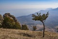Lonely tree on the background of mountains and sky Royalty Free Stock Photo
