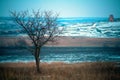 Quiet evening in Tazheran steppe. Lonely larch on a stone hillock against background of sky. Royalty Free Stock Photo