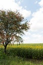 Lonely tree on background of sunflower Royalty Free Stock Photo