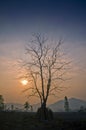 silhouette tree