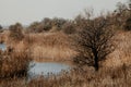 Lonely tree on banks of reed-covered pond Royalty Free Stock Photo