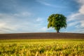 Lonely Tree in the bavarian forest Royalty Free Stock Photo