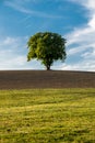 Lonely Tree in the bavarian forest Royalty Free Stock Photo