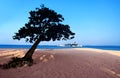 lonely tree on beach Royalty Free Stock Photo