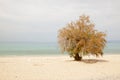 Lonely tree on the beach, the blue sky and sea Royalty Free Stock Photo