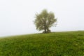 Lonely tree, a beach, on a foggy day in Alava Royalty Free Stock Photo