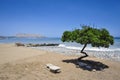 Lonely tree on the beach in Lima, Peru Royalty Free Stock Photo