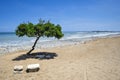 Lonely tree on the beach Royalty Free Stock Photo