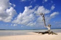 Lonely tree on beach by sea Royalty Free Stock Photo