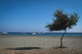 Lonely tree at the beach and small harbour with tourist boats against blue clear sky. Royalty Free Stock Photo