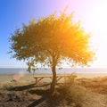 The lonely tree and a bench near it on the high seashore