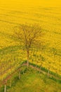 Lonely tree in blooming oilseed rape field from above Royalty Free Stock Photo