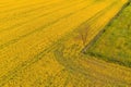 Lonely tree in blooming oilseed rape field from above Royalty Free Stock Photo