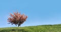 A lonely tree blooming with pink flowers in spring in the green meadow. Alone tree growing on the horizon. Royalty Free Stock Photo