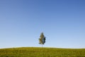 Lonely tree Royalty Free Stock Photo