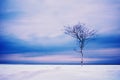 The lonely tree. Royalty Free Stock Photo