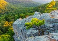 Lonely Tree on a bluff Royalty Free Stock Photo