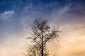 Lonely tree branches Royalty Free Stock Photo