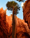 Lonely Tree in Bryce Canyon in Utah