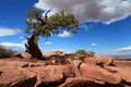 Lonely tree in Canyonlands, Utah Royalty Free Stock Photo