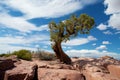 Lonely tree in Canyonlands, Utah Royalty Free Stock Photo