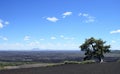 A lonely tree in Capulin Volcano, New Mexico