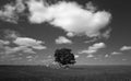 Lonely tree in a cereal field in summer in Castilla