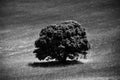 Lonely tree in a cereal field in summer