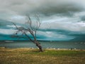 Lonely tree by the Channel of Last Hope.