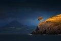 Lonely tree on cliff In Castro Urdiales